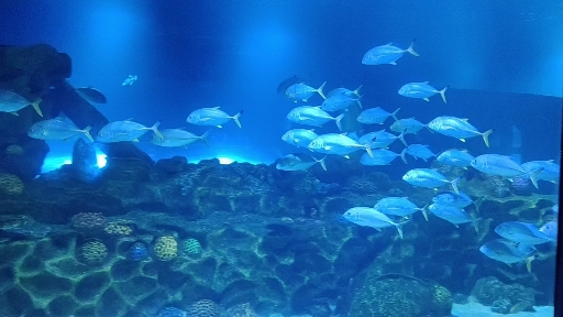 sea