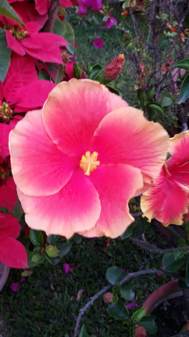 Hibiscus