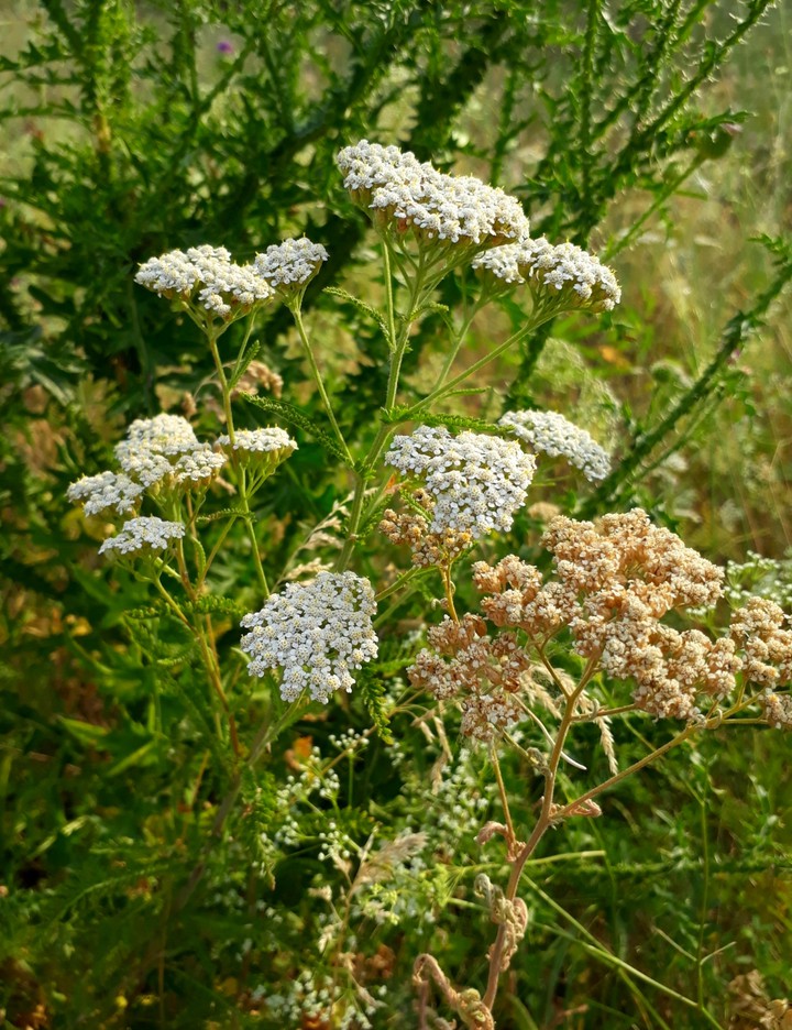 meadow