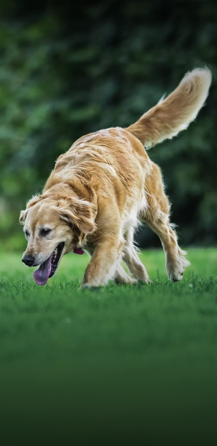 dog
