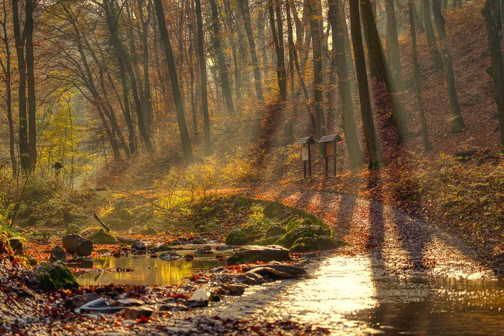 autumn forest