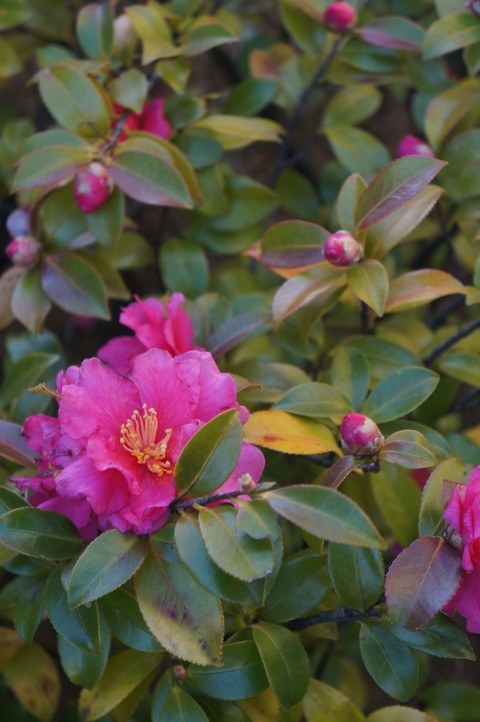 spring :-*