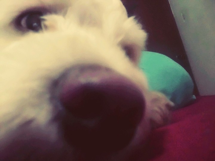 nariz