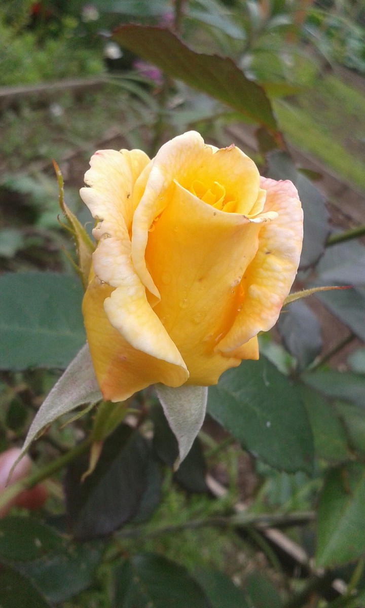 Yellow Rose