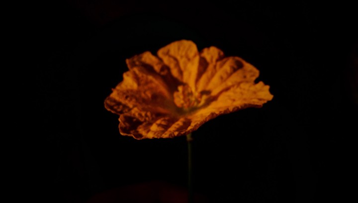 yellow flower
