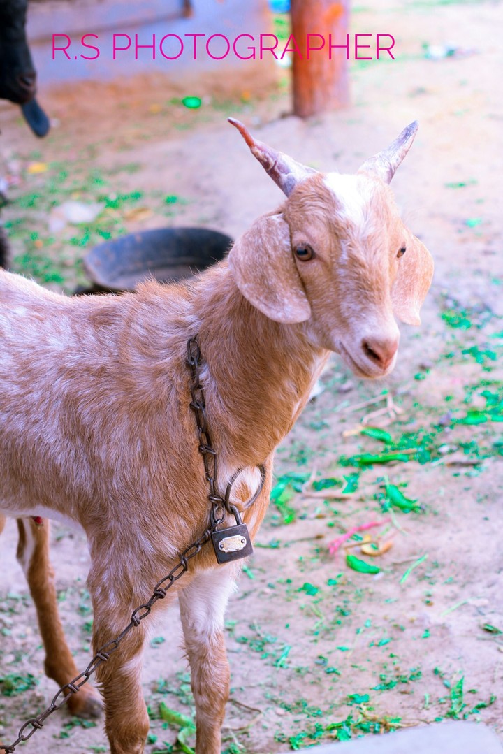 Goats