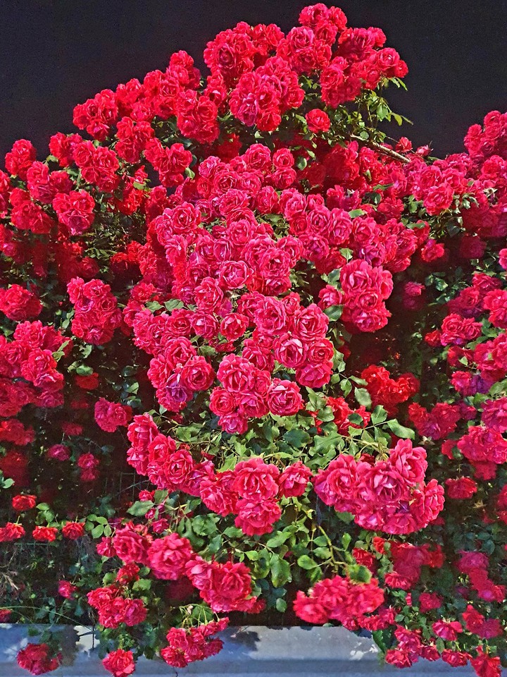 장미꽃