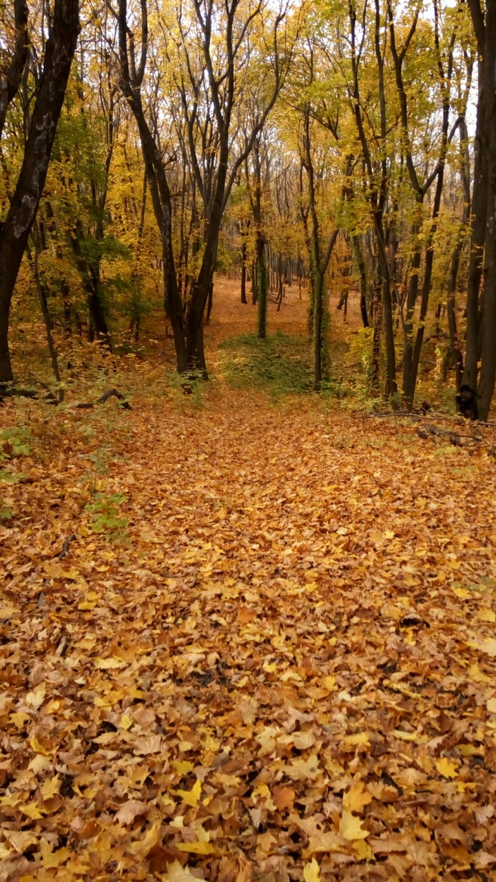 золотая осень