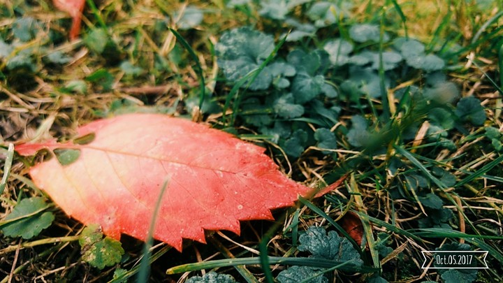 Leaf