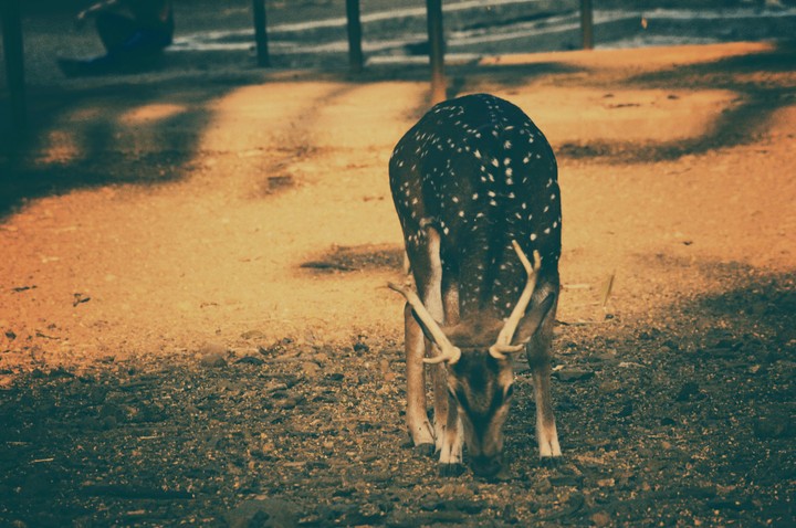 Deer