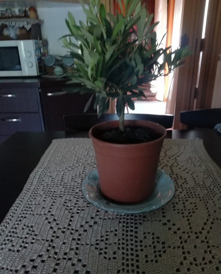regalo stupendo