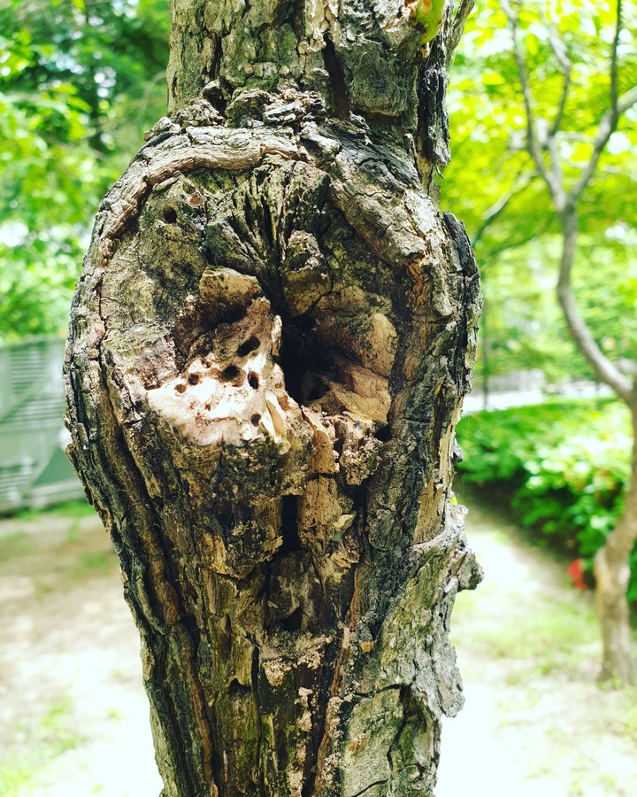 고목
