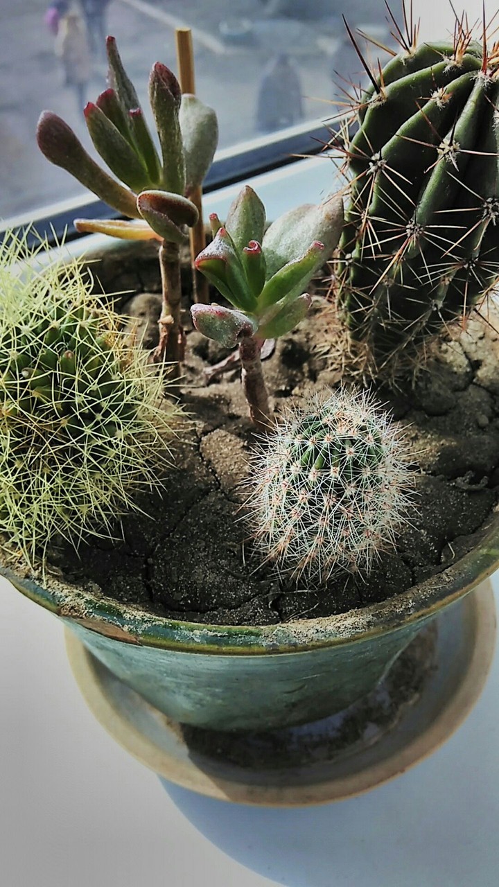 Кактусики