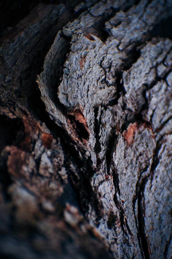 Bark