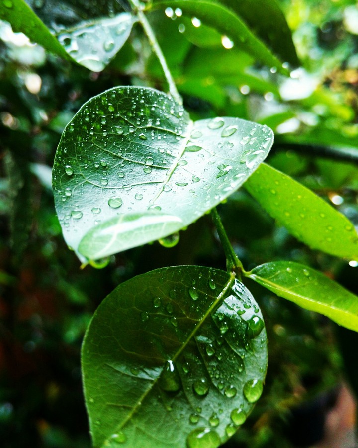 rain