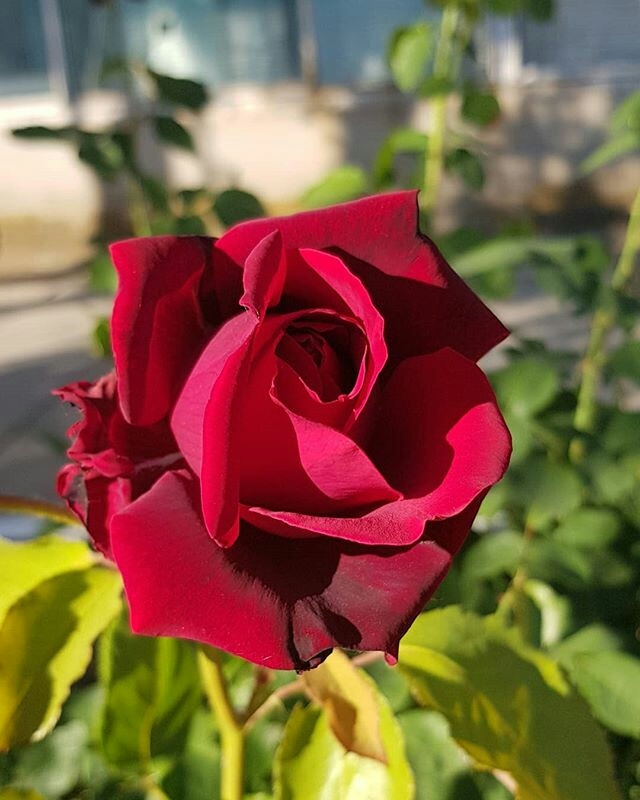 роза