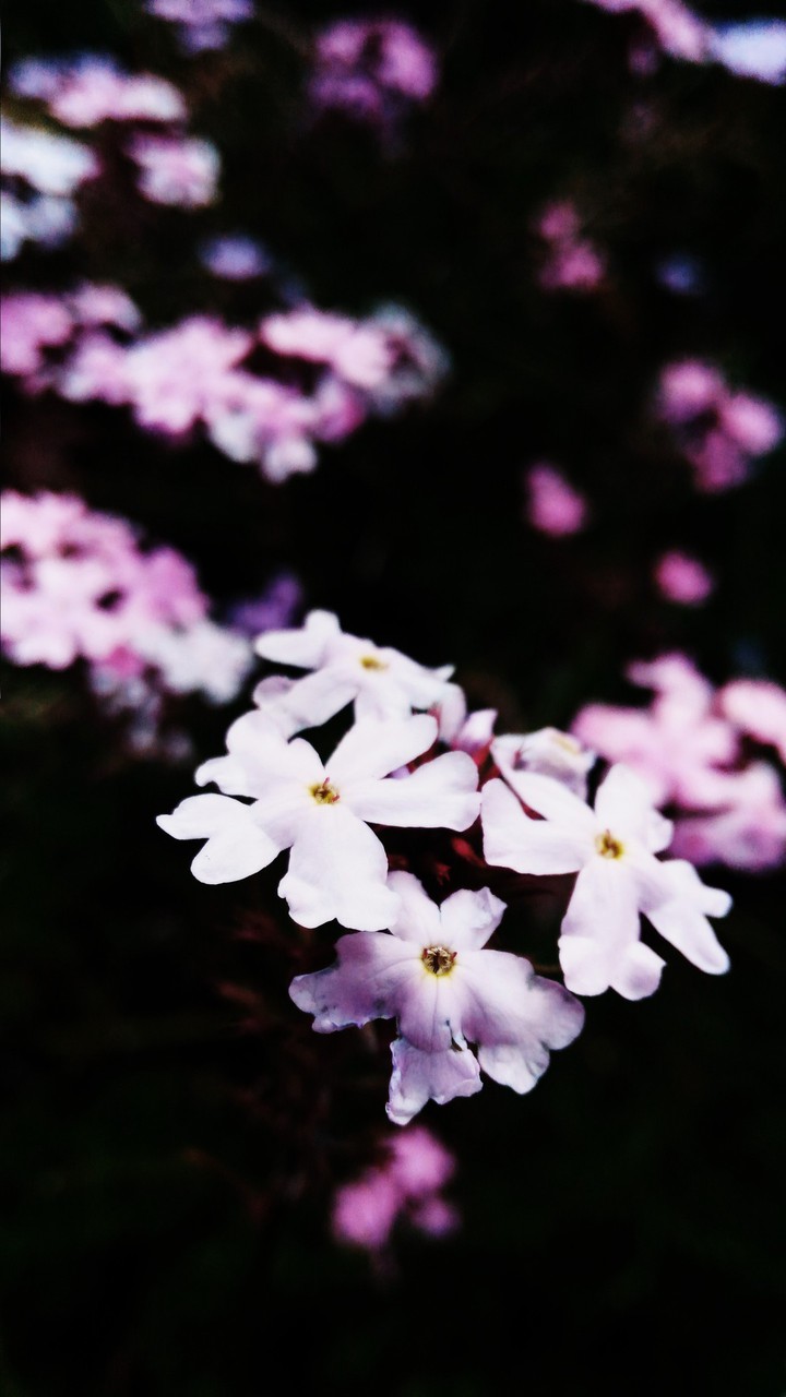 pink flowee