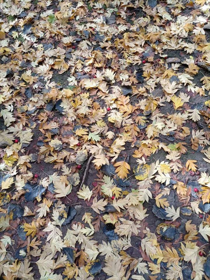 Autumn