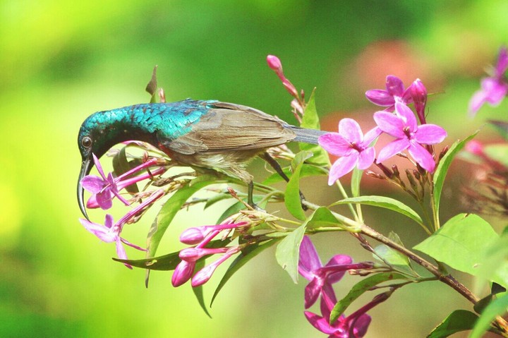 bard