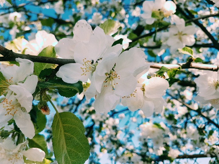 Apple tree