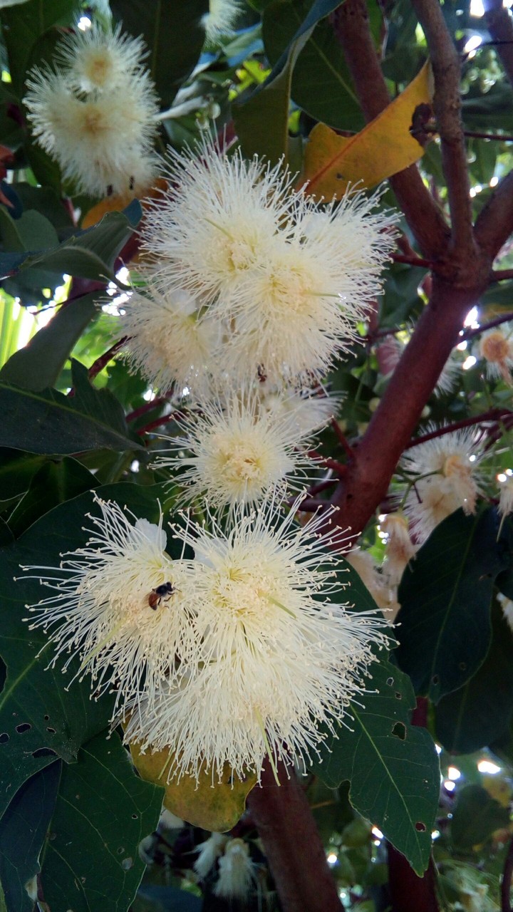 plum flower