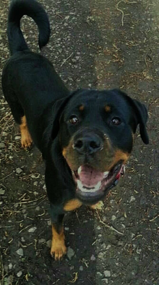 Roxy