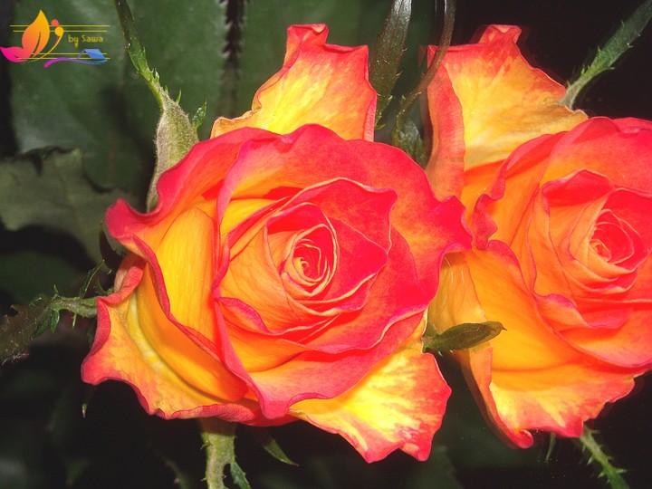 roses