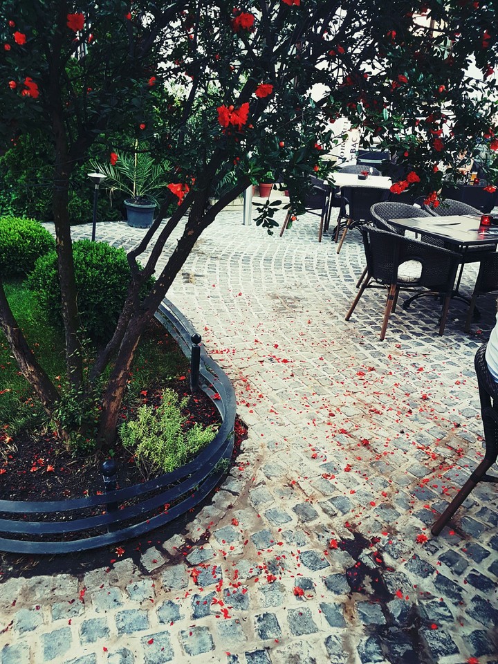 Falling rose
