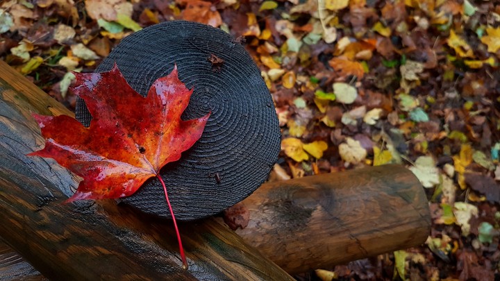 Autum