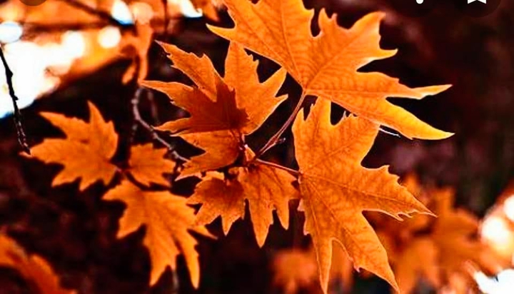Chinar leaves