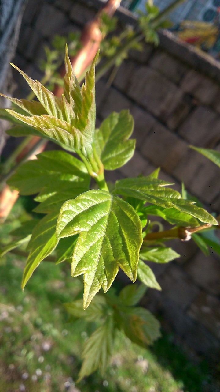 Alone Leaf