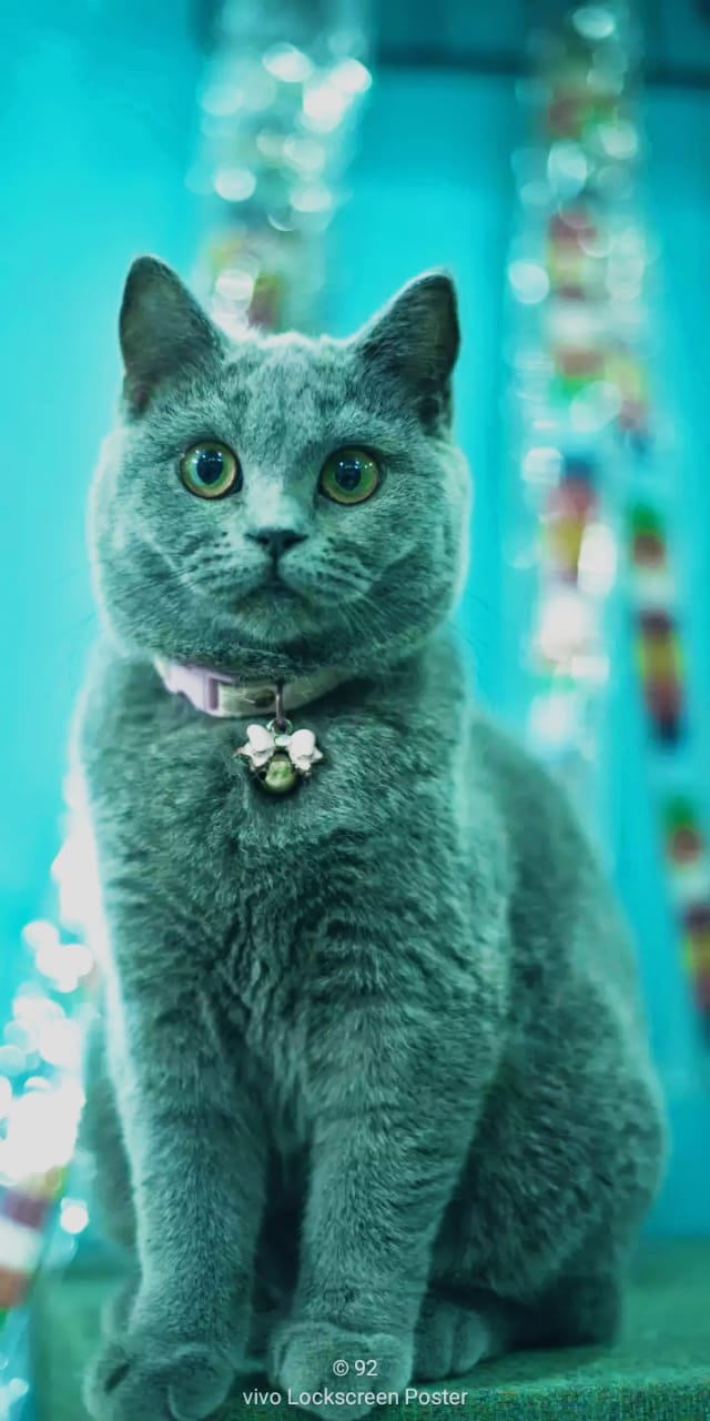 Cat