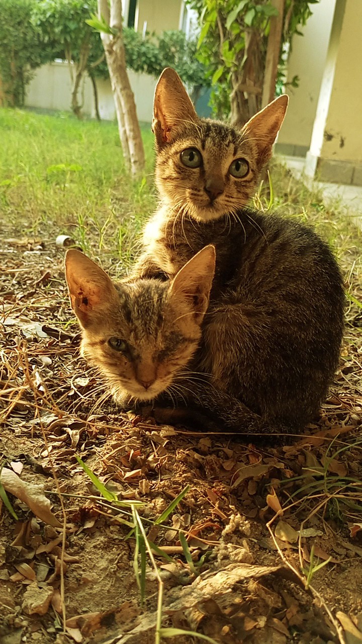 cat life