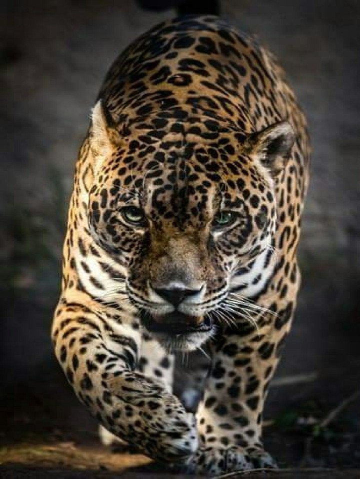 Animal