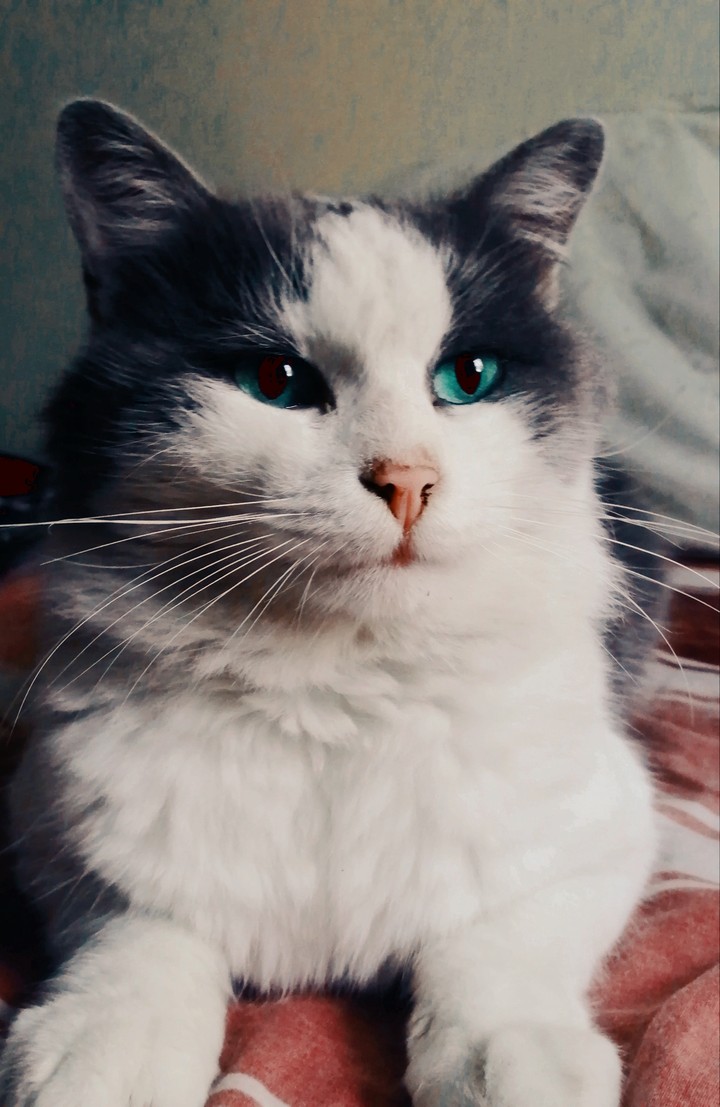 mon petit chat
