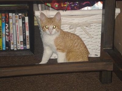 il