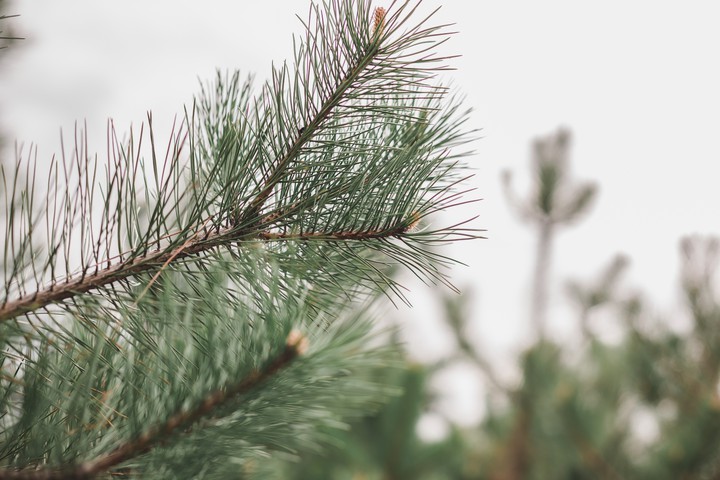 Pine tree