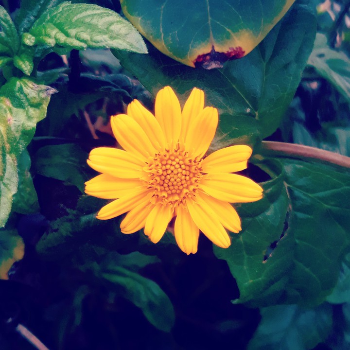 flower