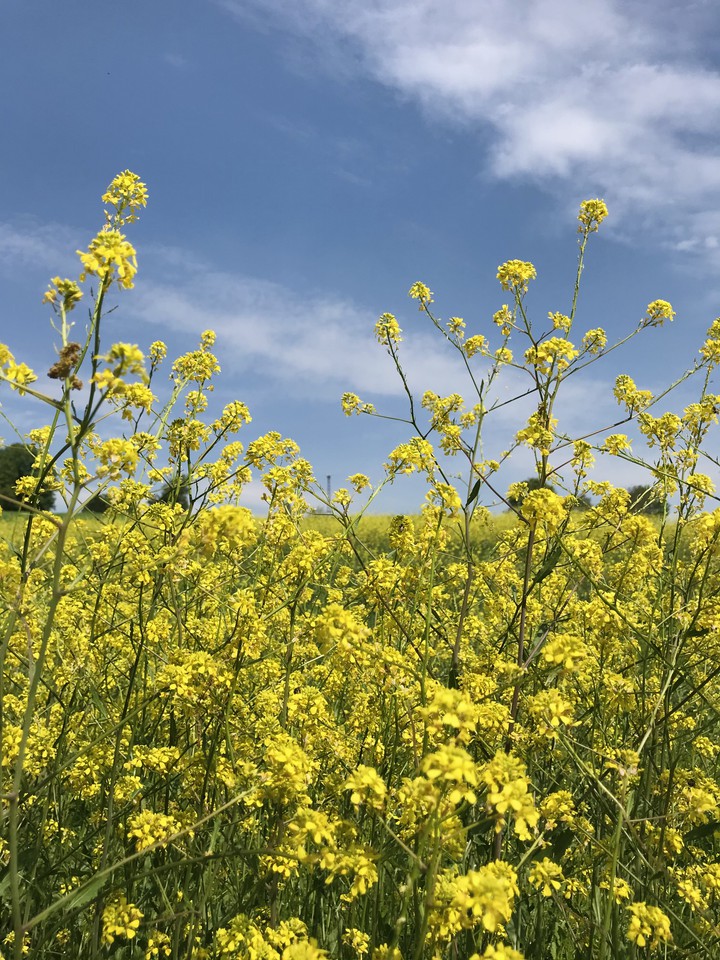 yellow and sky