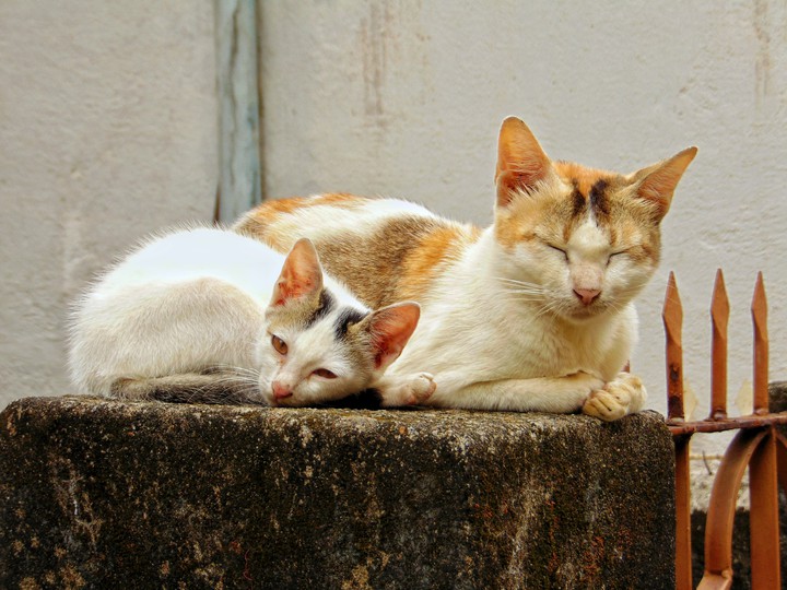 Cub with Mama
