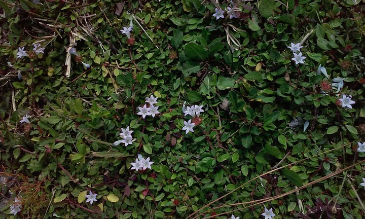 DEEP IN THE MEADOW