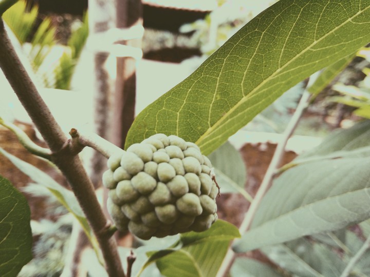 fruit