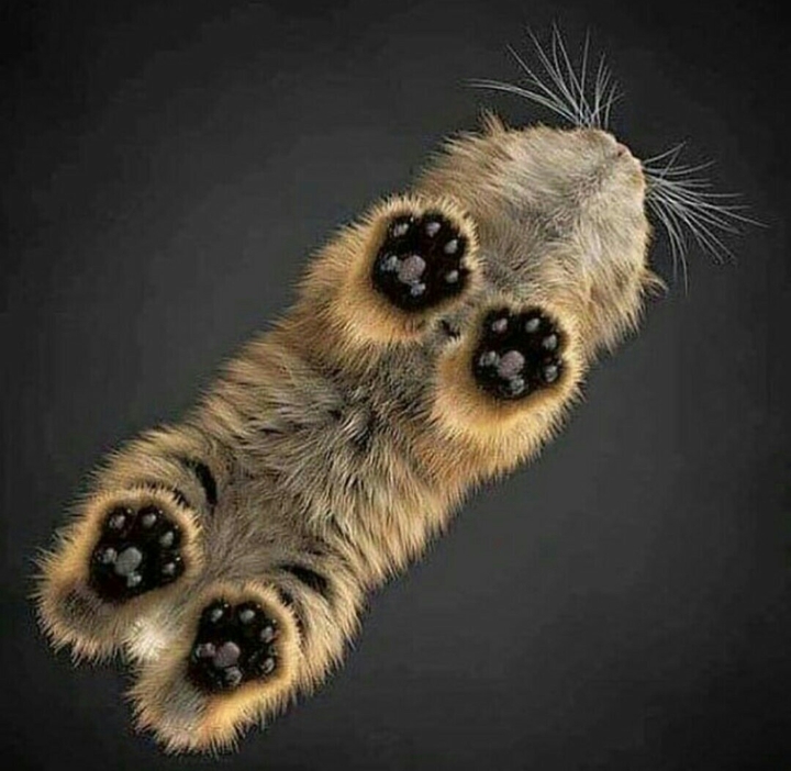 KEDİ