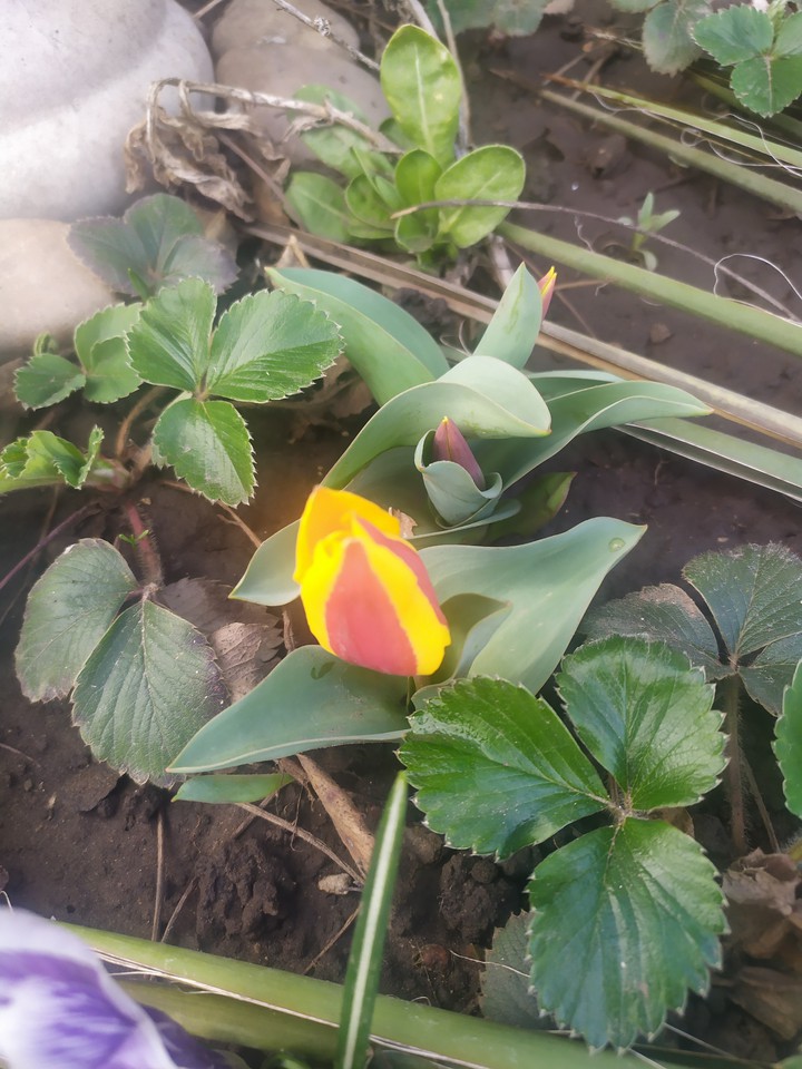 beatiful tulip