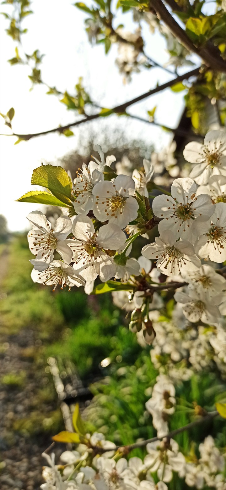spring