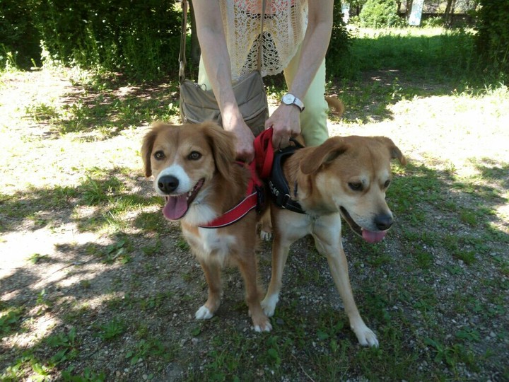 My dog Briciola And Her Brother Matisse