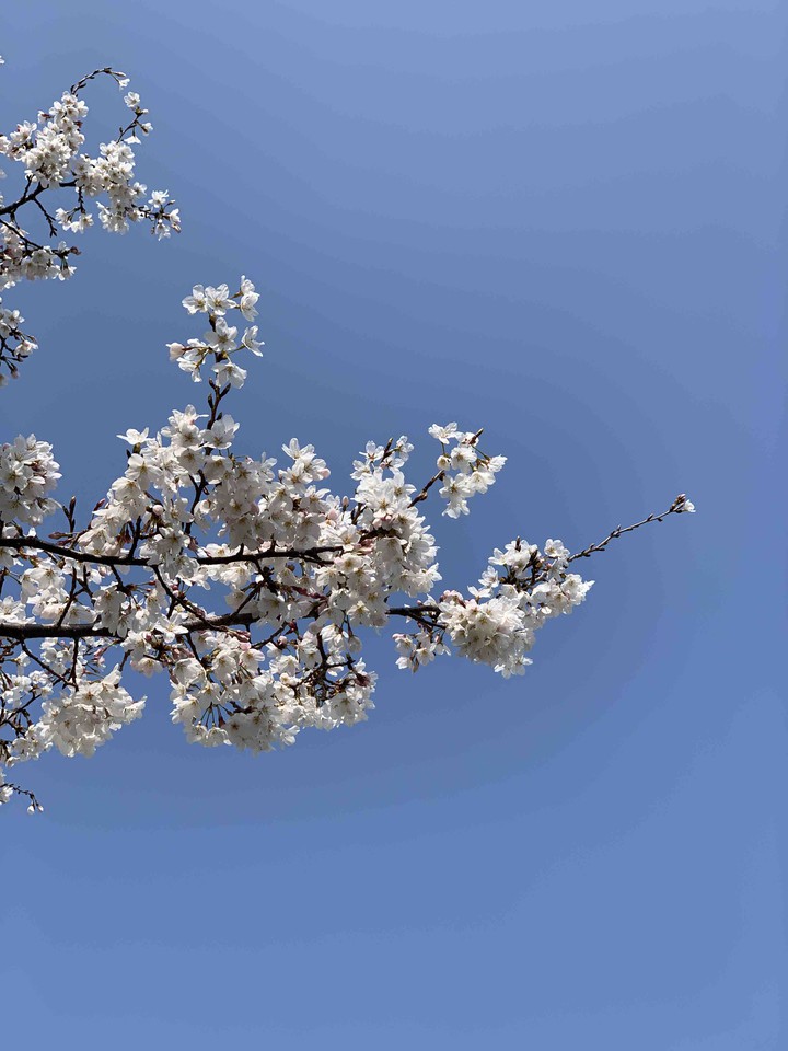 Cherry Blossoms