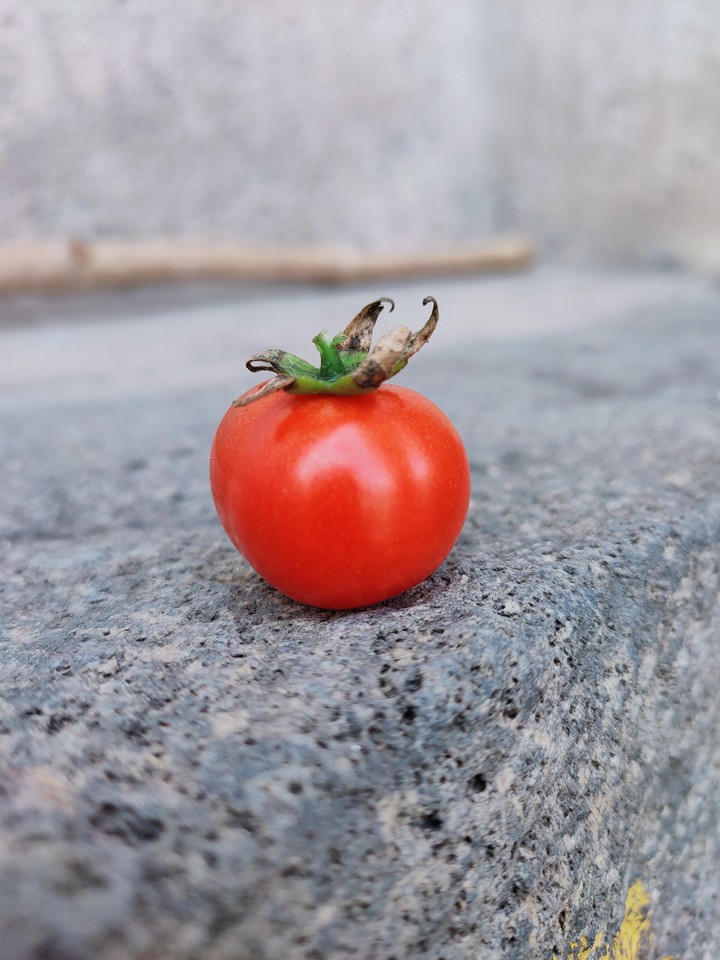 tomato