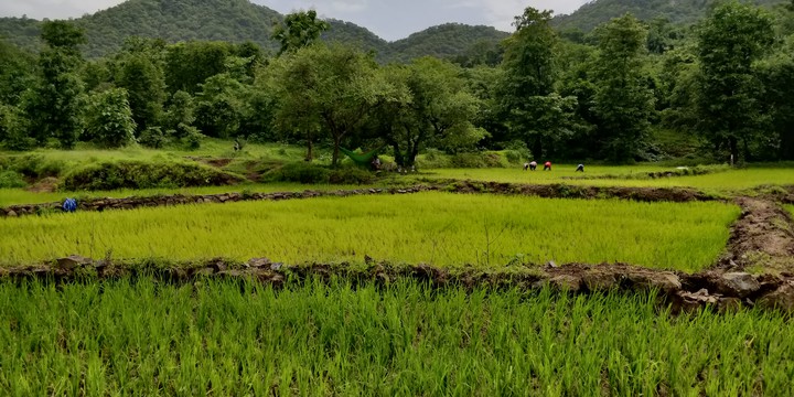 Lush green. ..
