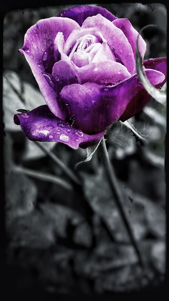 Violet Rose